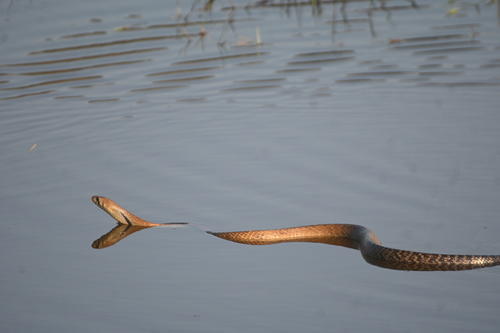 Central American Indigo Snake