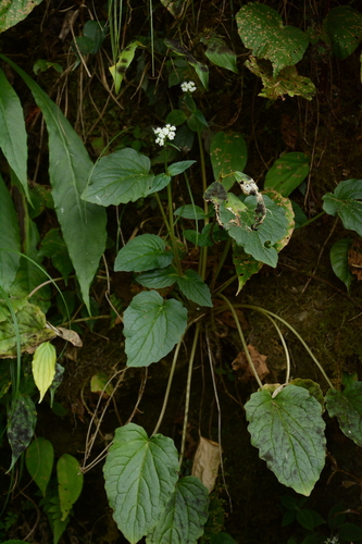 Valeriana jatamansi, photograph 3