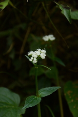 Valeriana jatamansi, photograph (c) Siddarth Machado, some rights reserved (CC BY)