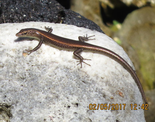 Mottled Snake-eyed Skink