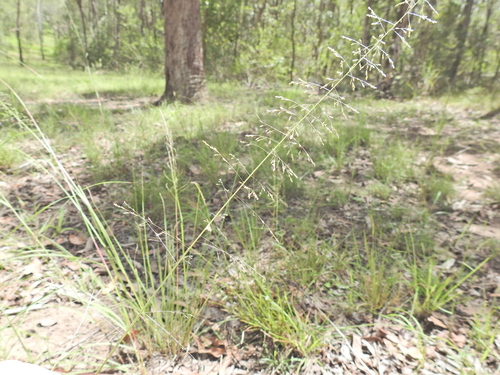 rats tail grass (Sporobolus laxus)