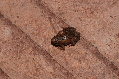 East Asian Ornate Chorus Frog