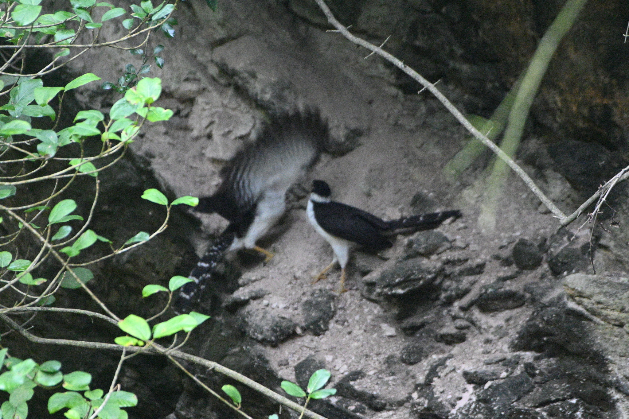 Collared Forest Falcon (Micrastur semitorquatus), photo 8