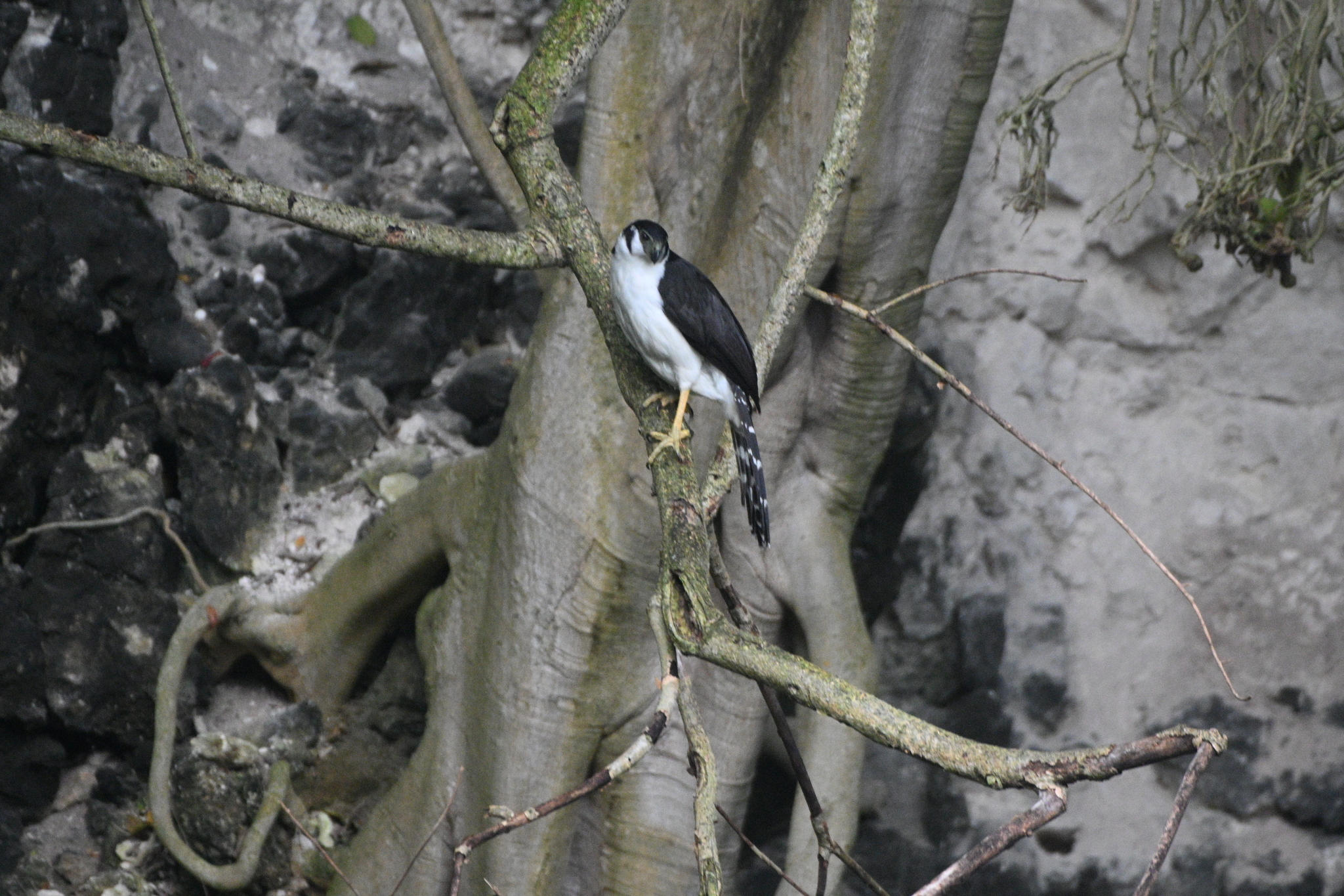 Collared Forest Falcon (Micrastur semitorquatus), photo 9