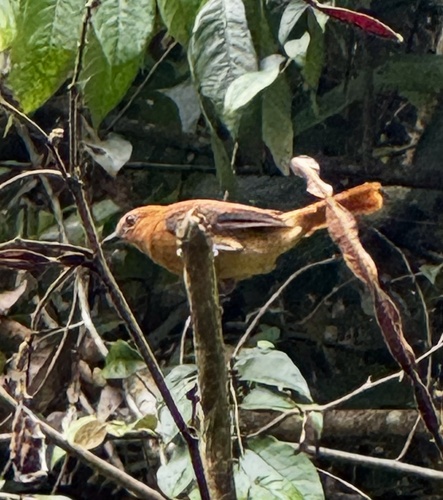 Cinnamon Attila (Attila cinnamomeus), photo 4