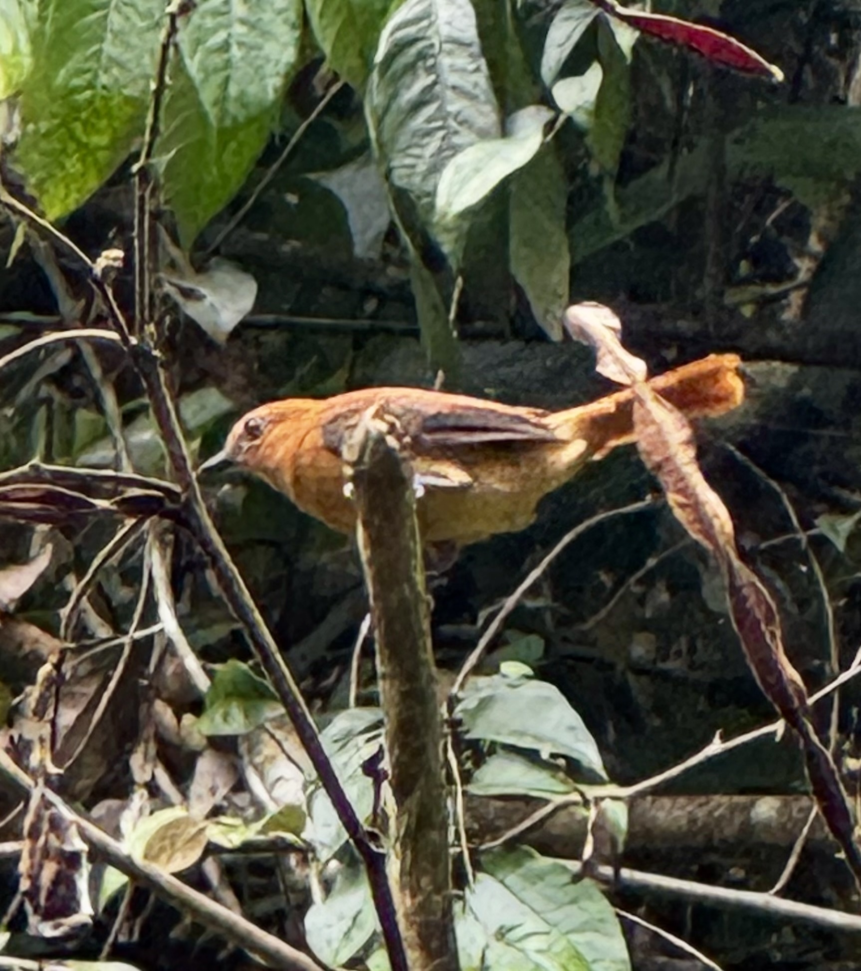 Cinnamon Attila (Attila cinnamomeus), photo 4