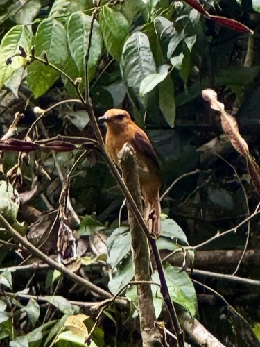 Cinnamon Attila (Attila cinnamomeus), photo 5
