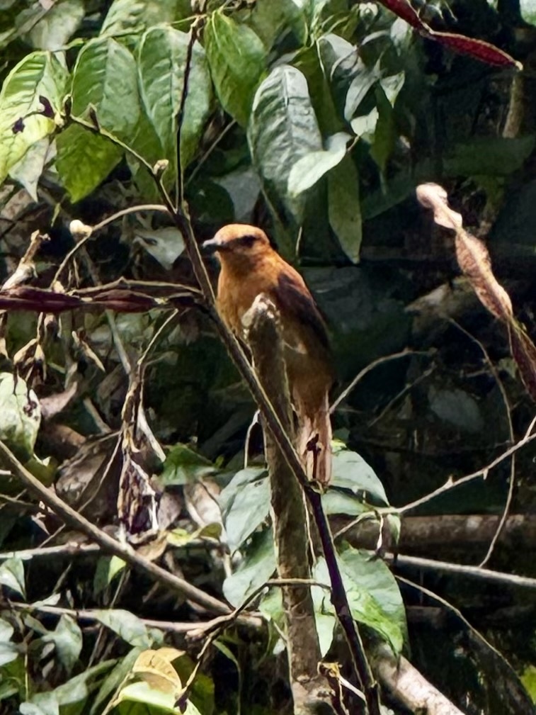 Cinnamon Attila (Attila cinnamomeus), photo 5