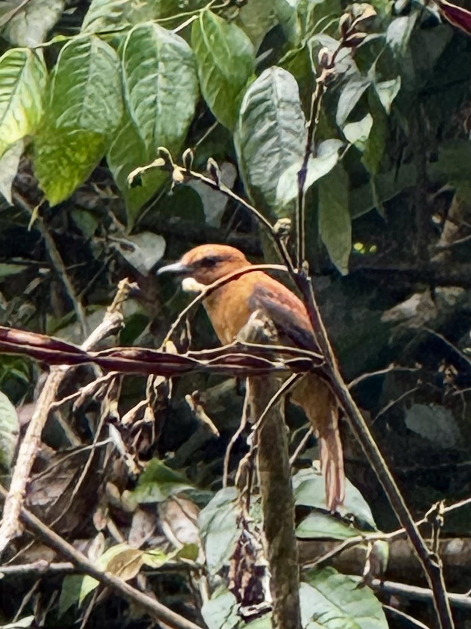 Cinnamon Attila (Attila cinnamomeus), photo 6
