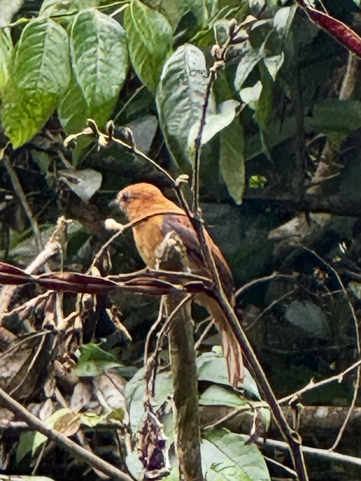 Cinnamon Attila (Attila cinnamomeus), photo 7