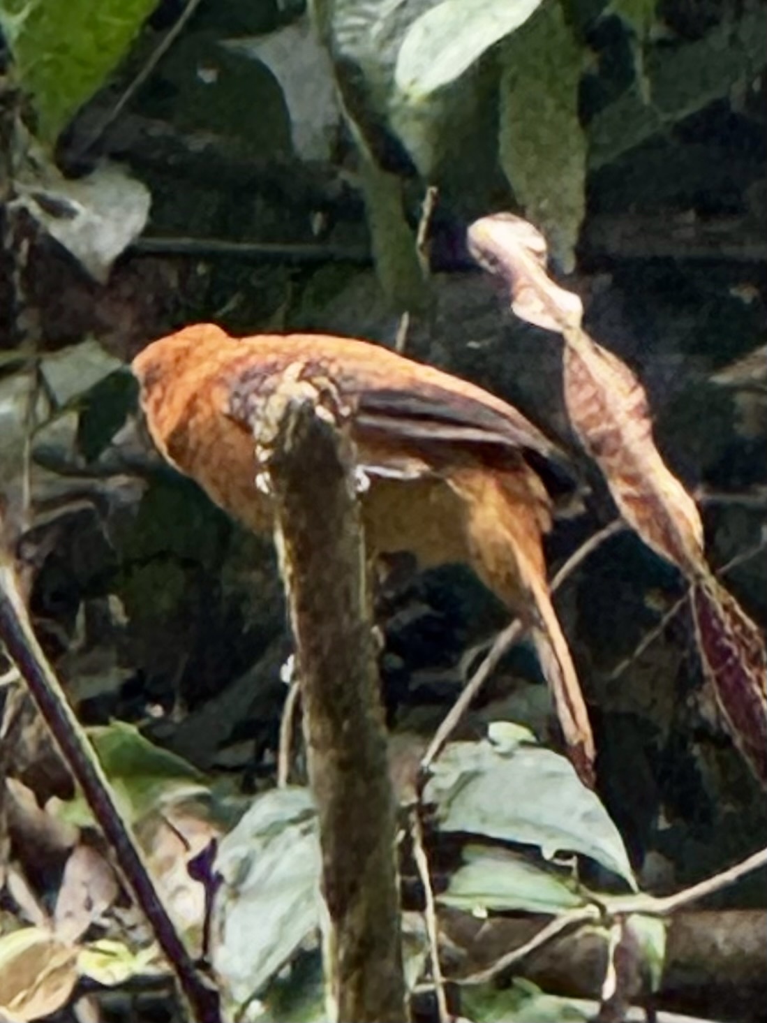 Cinnamon Attila (Attila cinnamomeus), photo 8