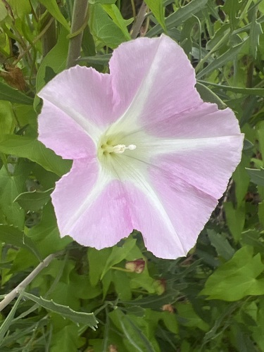 Convolvulus sepium, photograph 6