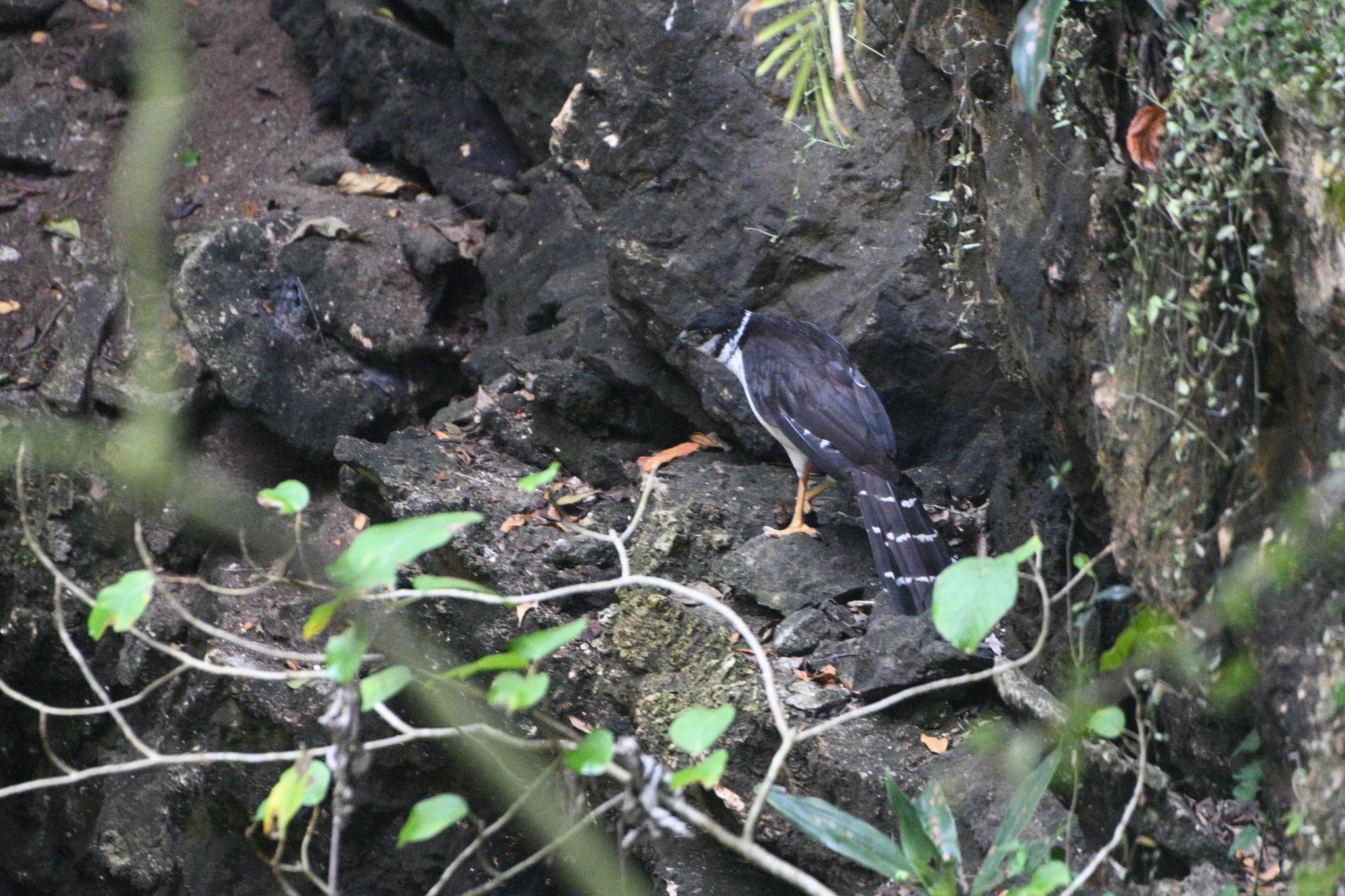 Collared Forest Falcon (Micrastur semitorquatus), photo 7