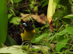 Ramphocelus flammigerus flammigerus