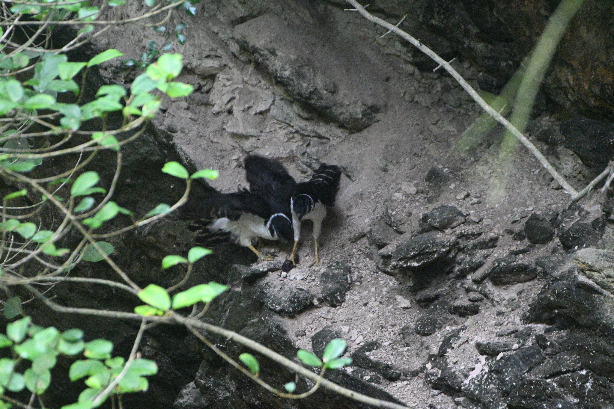 Collared Forest Falcon (Micrastur semitorquatus), photo 6