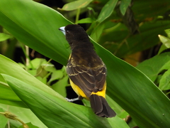 Ramphocelus flammigerus flammigerus