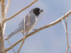 Schistochlamys melanopis