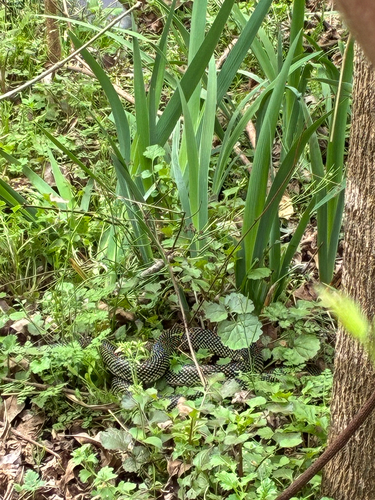 Speckled Kingsnake