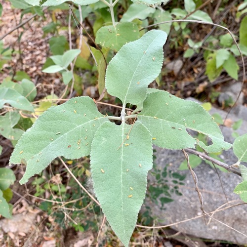 Buddleja crotonoides (Buddleja crotonoides)