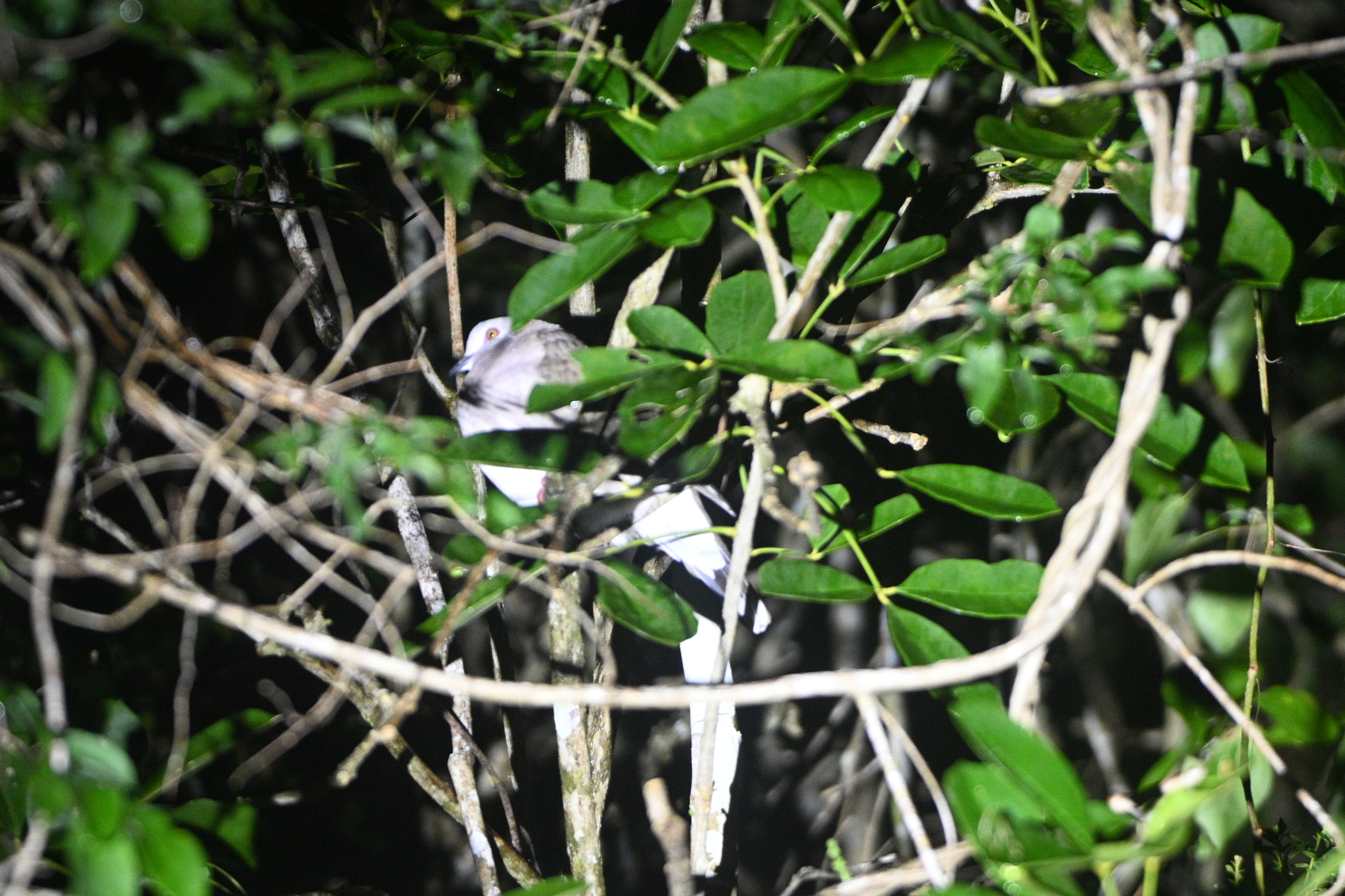 Caribbean Dove (Leptotila jamaicensis), photo 2