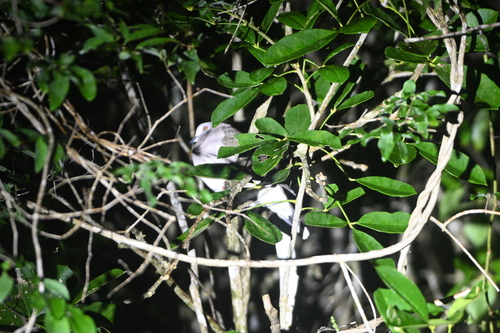 Caribbean Dove (Leptotila jamaicensis)