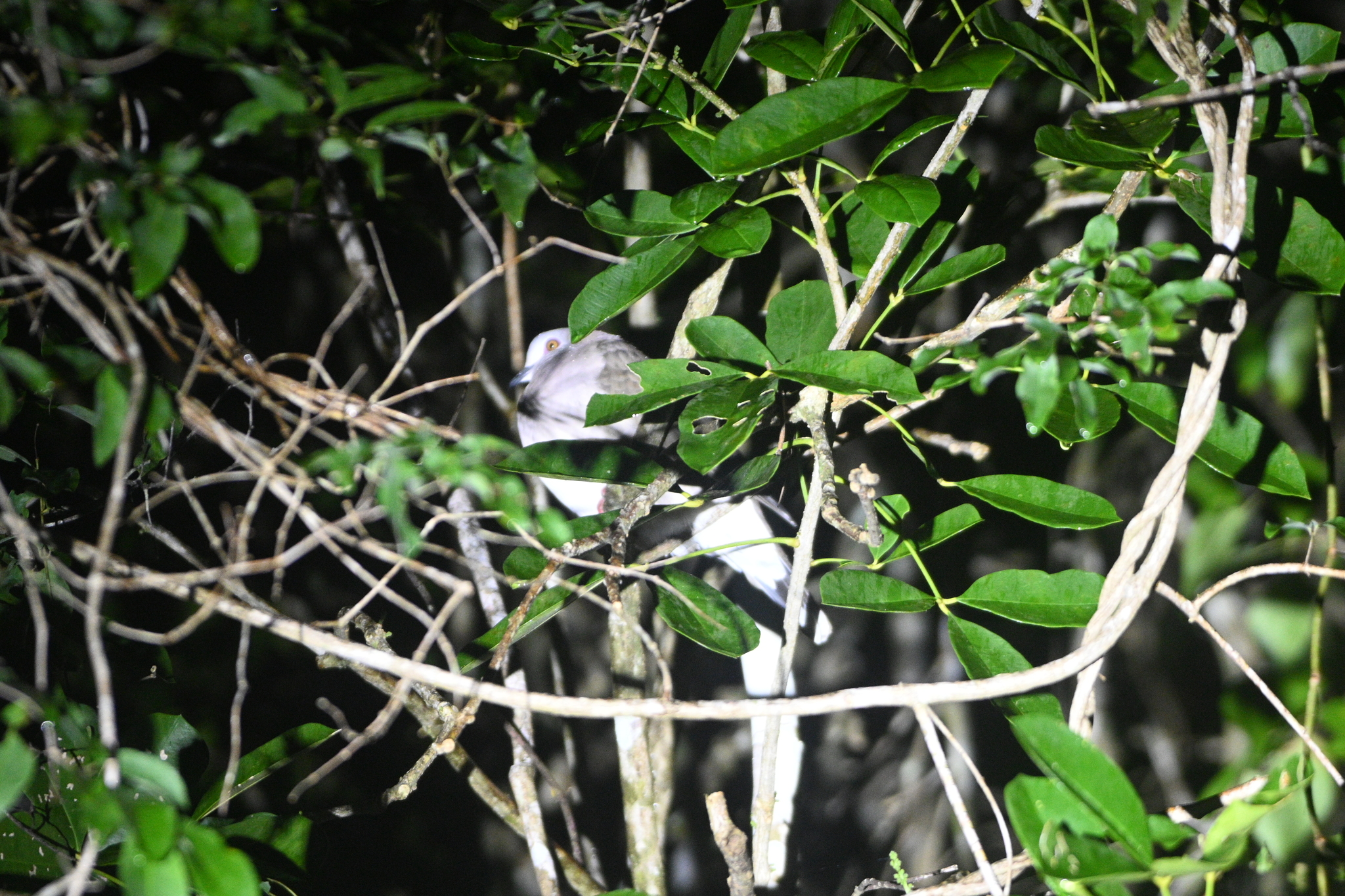 Caribbean Dove (Leptotila jamaicensis), photo 1