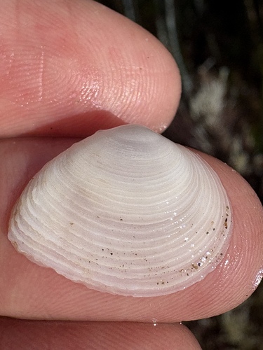 Cumingia californica, 2026-03-01
