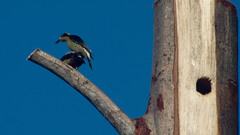 Melanerpes chrysauchen