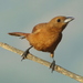 Tachyphonus Tanagers - Photo (c) barloventomagico, some rights reserved (CC BY-NC-ND)
