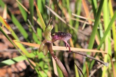 Chiloglottis reflexa