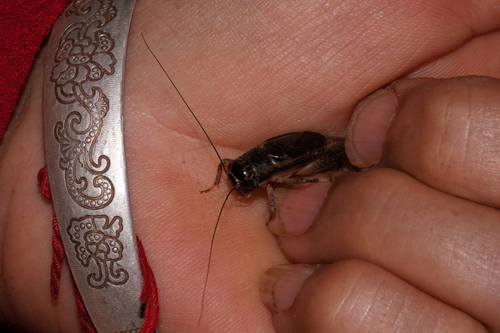 Japanese Burrowing Cricket