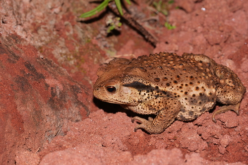 Asiatic Toad