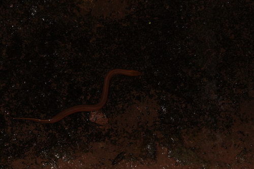 Asian Swamp Eel
