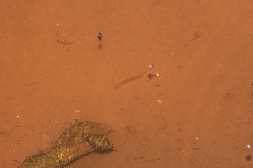 Oriental Weatherfish