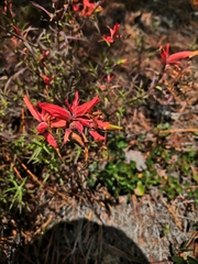 Castilleja rhizomata