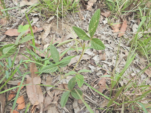 flemingia (Flemingia parviflora)