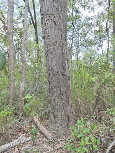 Bendo (Eucalyptus exserta)