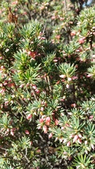 Brachyloma ericoides