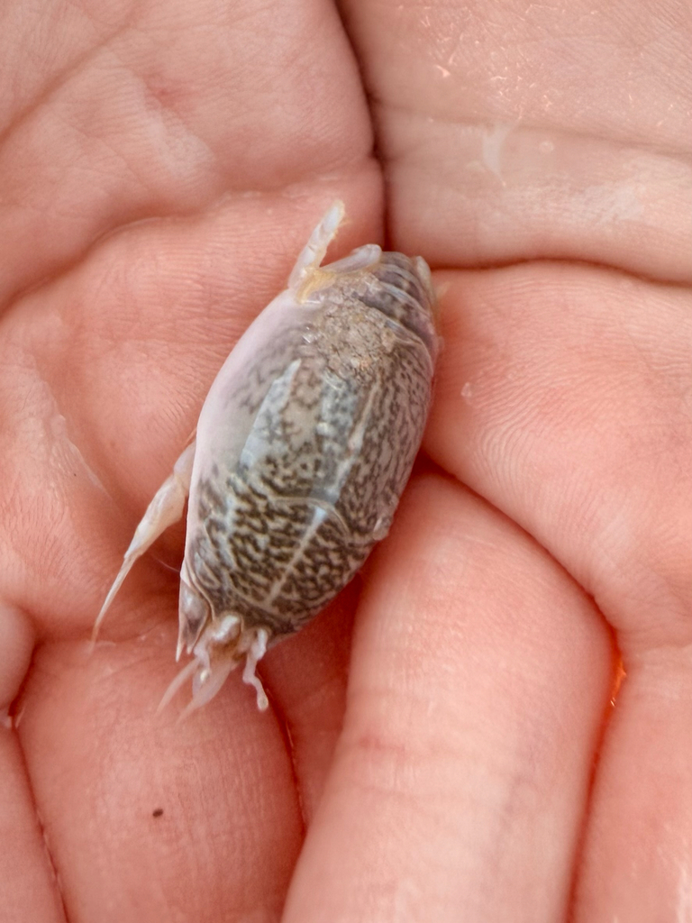 Photo of a Atlantic Sand Crab