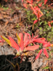 Castilleja rhizomata