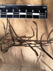 Castilleja rhizomata