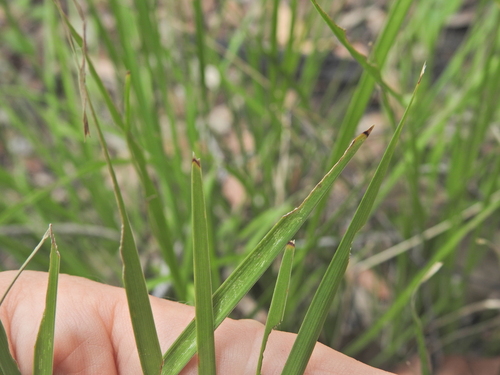 pale-leaved matrush (Lomandra confertifolia)