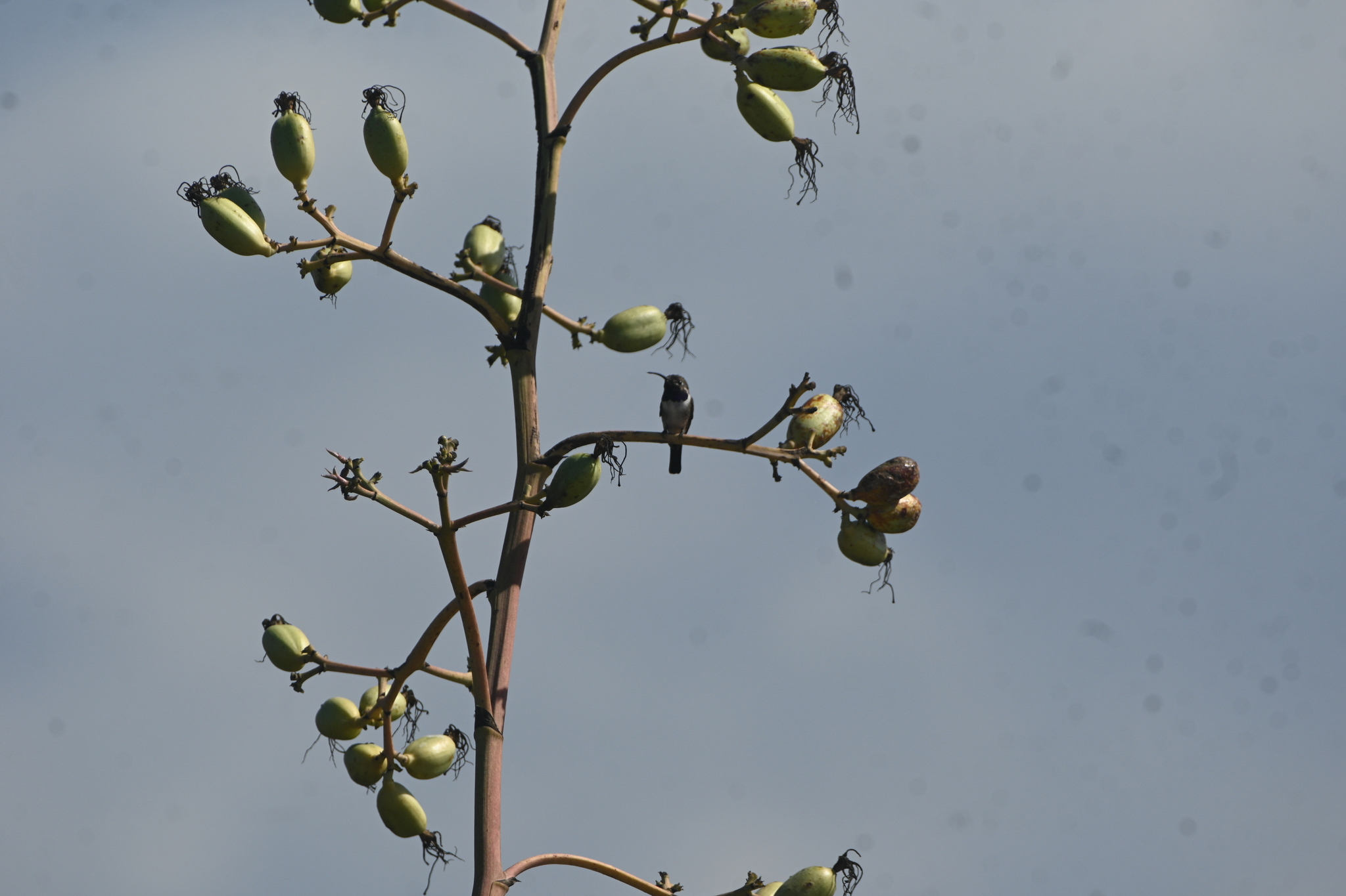 Mexican Sheartail (Doricha eliza), photo 2