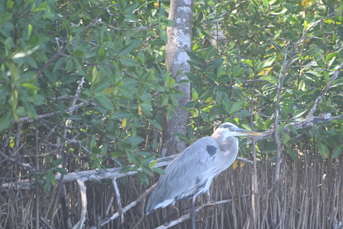 Garza morena