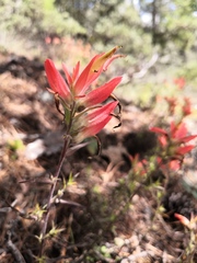 Castilleja rhizomata