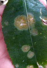 Cephaleuros lagerheimii