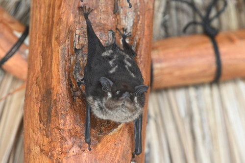 Greater Sac-winged Bat (Saccopteryx bilineata)