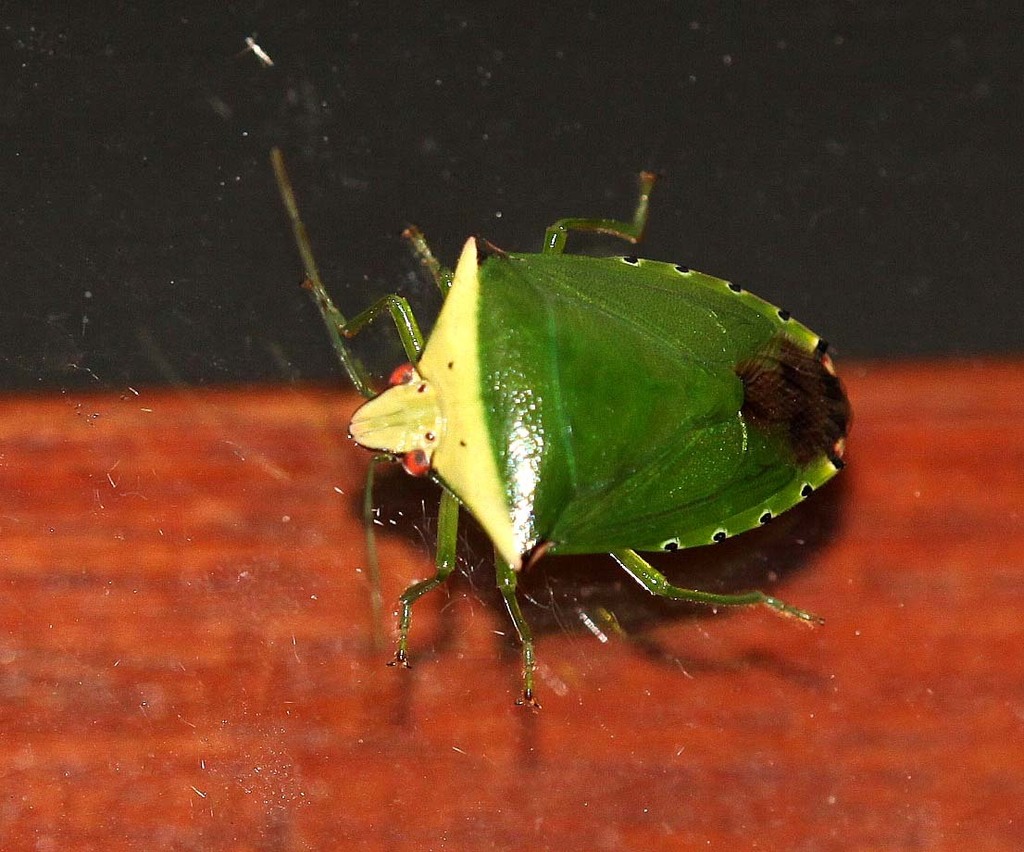 Acrozangis