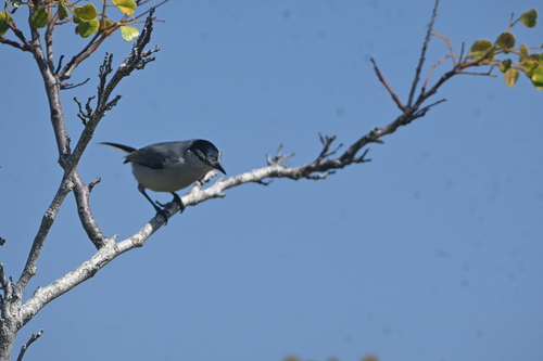 Yucatan Gnatcatcher (Polioptila albiventris)