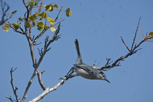 Yucatan Gnatcatcher (Polioptila albiventris), photo 2